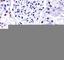 Non-POU Domain Containing Octamer Binding antibody, F43251-0.4ML, NSJ Bioreagents, Western Blot image 