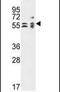 Tubulin Folding Cofactor E antibody, PA5-26674, Invitrogen Antibodies, Western Blot image 