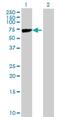 Kelch Like Family Member 2 antibody, H00011275-B01P, Novus Biologicals, Western Blot image 