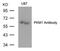 Pyruvate Kinase M1/2 antibody, AP26075PU-N, Origene, Western Blot image 