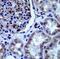 Adiponectin Receptor 1 antibody, ab126611, Abcam, Immunohistochemistry paraffin image 