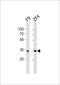 WD Repeat Domain 82 antibody, PA5-49392, Invitrogen Antibodies, Western Blot image 