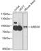 AT-Rich Interaction Domain 3A antibody, A7668, ABclonal Technology, Western Blot image 