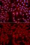 Glutamate Ionotropic Receptor Kainate Type Subunit 2 antibody, GTX55640, GeneTex, Immunofluorescence image 