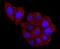 Haptoglobin antibody, NBP2-66881, Novus Biologicals, Immunocytochemistry image 