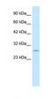 Ring Finger Protein 141 antibody, orb324548, Biorbyt, Western Blot image 