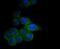 Carnitine Palmitoyltransferase 2 antibody, NBP2-67699, Novus Biologicals, Immunofluorescence image 