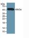 Complement Factor H antibody, LS-C293493, Lifespan Biosciences, Western Blot image 