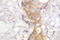 Protein Kinase C Delta antibody, LS-C176453, Lifespan Biosciences, Immunohistochemistry frozen image 