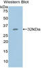 Glucose-6-Phosphate Isomerase antibody, LS-C294212, Lifespan Biosciences, Western Blot image 