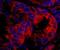 SAM And SH3 Domain Containing 1 antibody, NBP1-26651, Novus Biologicals, Immunofluorescence image 