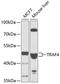 TNF Receptor Associated Factor 4 antibody, 22-658, ProSci, Western Blot image 