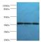 SLAM Family Member 7 antibody, LS-C376622, Lifespan Biosciences, Western Blot image 