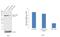 Cullin 2 antibody, 51-1800, Invitrogen Antibodies, Western Blot image 