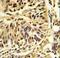 CCAAT Enhancer Binding Protein Beta antibody, LS-C168649, Lifespan Biosciences, Immunohistochemistry frozen image 