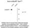 Glutamate Metabotropic Receptor 7 antibody, 50-112, ProSci, Western Blot image 