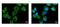 Importin 7 antibody, PA5-21764, Invitrogen Antibodies, Immunofluorescence image 