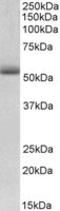 Tripartite Motif Containing 72 antibody, LS-B9224, Lifespan Biosciences, Western Blot image 