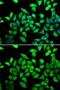 Cell Cycle And Apoptosis Regulator 2 antibody, GTX32552, GeneTex, Immunocytochemistry image 