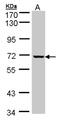 Nucleoporin GLE1 antibody, NBP1-32714, Novus Biologicals, Western Blot image 