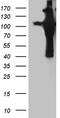 Amyloid beta A4 precursor protein-binding family B member 1 antibody, TA811192S, Origene, Western Blot image 