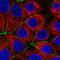 Par-6 Family Cell Polarity Regulator Alpha antibody, HPA041551, Atlas Antibodies, Immunofluorescence image 