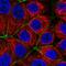 PARD6A antibody, HPA041551, Atlas Antibodies, Immunofluorescence image 