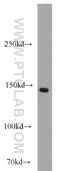 Collagen Type III Alpha 1 Chain antibody, 13548-1-AP, Proteintech Group, Western Blot image 