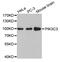 Phosphatidylinositol 3-Kinase Catalytic Subunit Type 3 antibody, MBS129067, MyBioSource, Western Blot image 