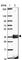 Retinol Dehydrogenase 14 antibody, HPA056686, Atlas Antibodies, Western Blot image 