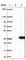 Metabolism Of Cobalamin Associated C antibody, HPA027402, Atlas Antibodies, Western Blot image 