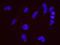 ATPase Family AAA Domain Containing 5 antibody, NB100-57495, Novus Biologicals, Proximity Ligation Assay image 