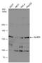 G Protein-Coupled Receptor Associated Sorting Protein 1 antibody, GTX132469, GeneTex, Western Blot image 