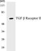 Transforming Growth Factor Beta Receptor 2 antibody, EKC1563, Boster Biological Technology, Western Blot image 