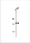 High Mobility Group AT-Hook 1 antibody, TA325094, Origene, Western Blot image 