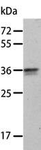 Annexin A8 antibody, PA5-50196, Invitrogen Antibodies, Western Blot image 