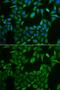 Colipase antibody, GTX53973, GeneTex, Immunofluorescence image 