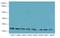 Angiopoietin Like 8 antibody, A54736-100, Epigentek, Western Blot image 