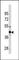 Wnt Family Member 4 antibody, ab91226, Abcam, Western Blot image 