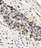 Forkhead box protein F1 antibody, A03563-1, Boster Biological Technology, Immunohistochemistry frozen image 