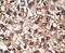 Serine/threonine-protein kinase PINK1, mitochondrial antibody, PA5-13402, Invitrogen Antibodies, Immunohistochemistry frozen image 