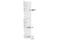 Transmembrane Protein 173 antibody, 19781S, Cell Signaling Technology, Western Blot image 