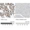 Integrin Subunit Alpha 3 antibody, NBP2-48514, Novus Biologicals, Immunohistochemistry paraffin image 