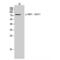 Dynamin 1 Like antibody, LS-C381435, Lifespan Biosciences, Western Blot image 