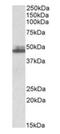 SH3 Domain Containing GRB2 Like 1, Endophilin A2 antibody, orb22522, Biorbyt, Western Blot image 