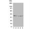 Annexin A4 antibody, R30175, NSJ Bioreagents, Western Blot image 