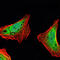 Ataxin 1 antibody, M01786, Boster Biological Technology, Immunofluorescence image 