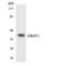 Olfactory Receptor Family 6 Subfamily T Member 1 antibody, LS-C200421, Lifespan Biosciences, Western Blot image 