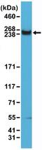 TOR antibody, NBP2-61590, Novus Biologicals, Western Blot image 