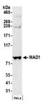 Mitotic spindle assembly checkpoint protein MAD1 antibody, NB100-569, Novus Biologicals, Western Blot image 